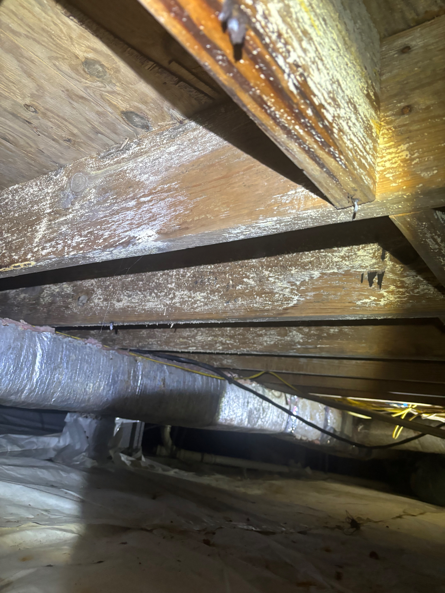 Mold on crawl space floor joists